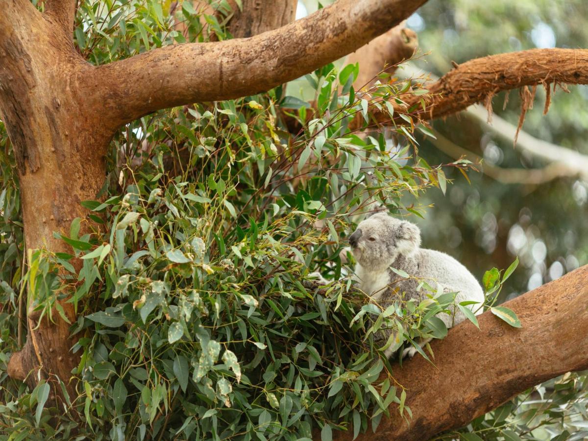 Wildlife Retreat At Taronga Sidney Exterior foto